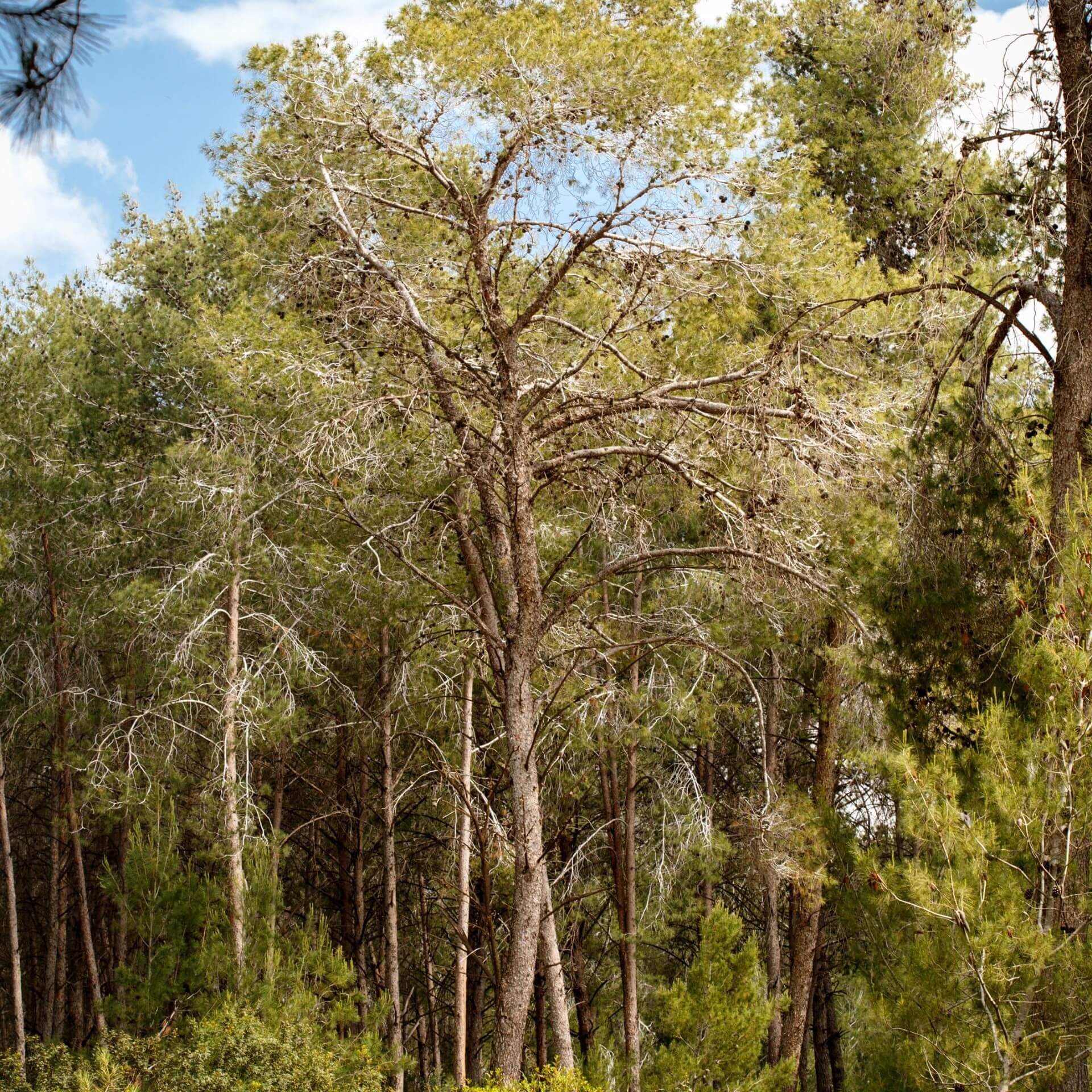 Aleppo-Kiefer (Pinus halepensis)