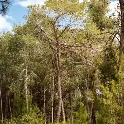 Foto von Aleppo-Kiefer (Pinus halepensis)