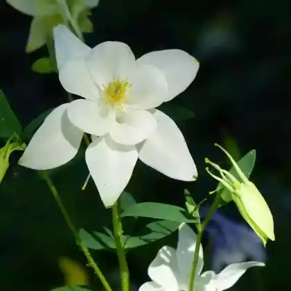 Foto von Akelei 'Kristall' (Aquilegia caerulea 'Kristall')
