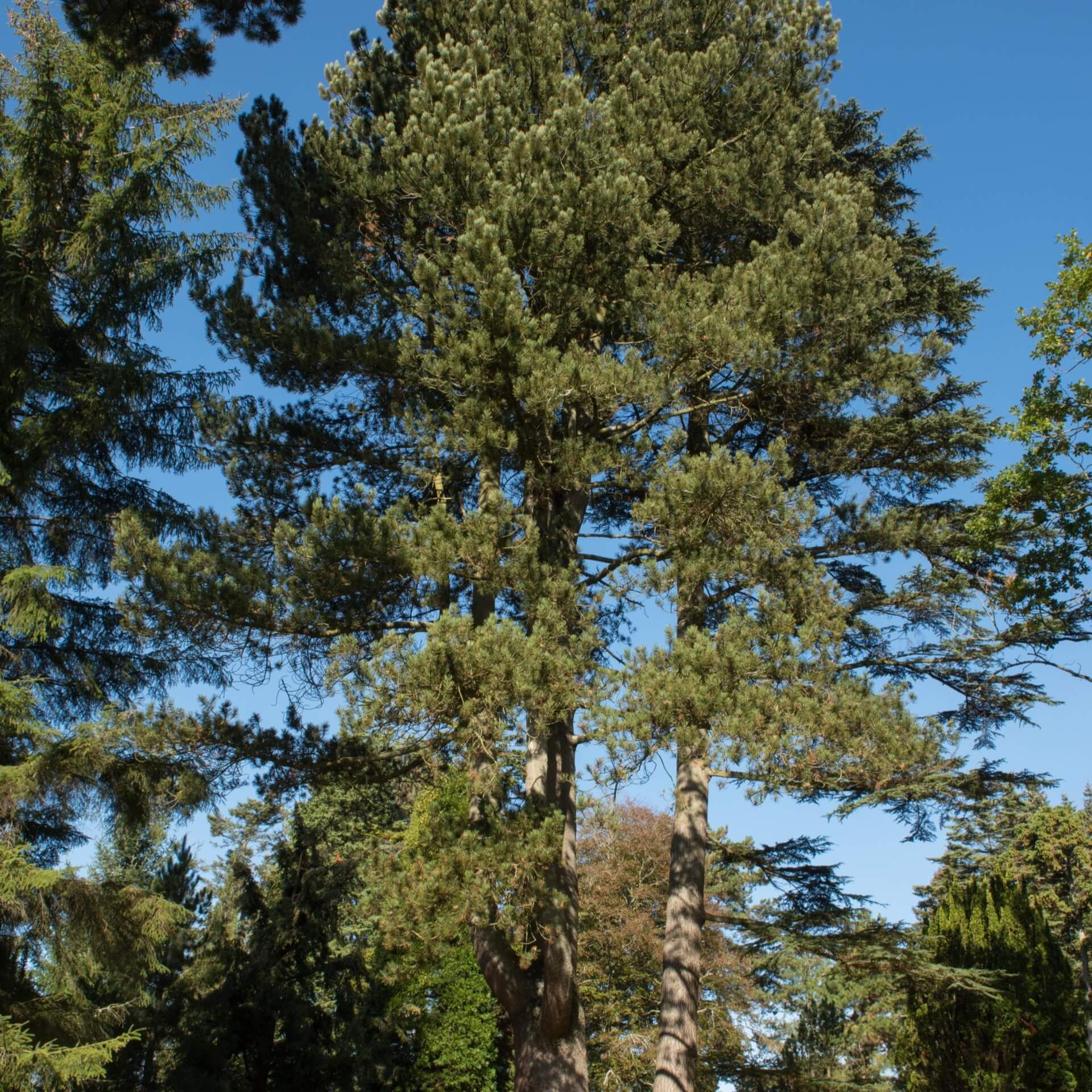 Panzer-Kiefer (Pinus heldreichii)