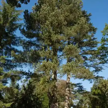 Foto von Panzer-Kiefer (Pinus heldreichii)