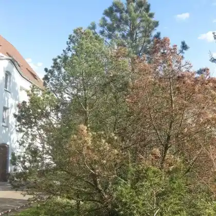 Foto von Bergkiefer (Pinus mugo)
