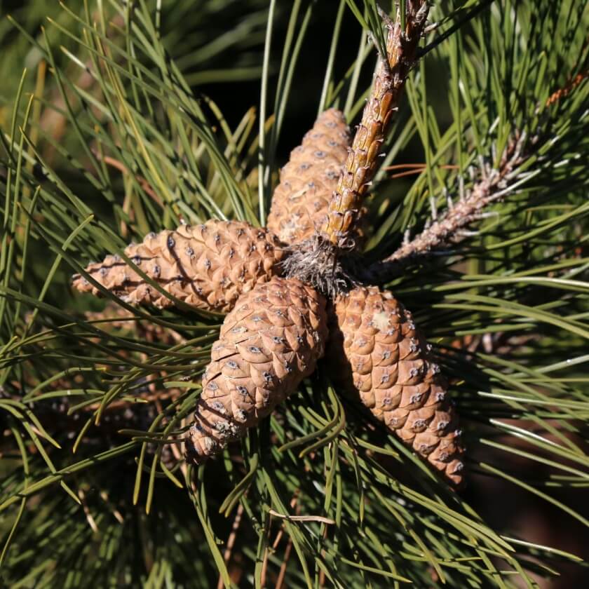 Schwarzkiefer / Pinus nigra
