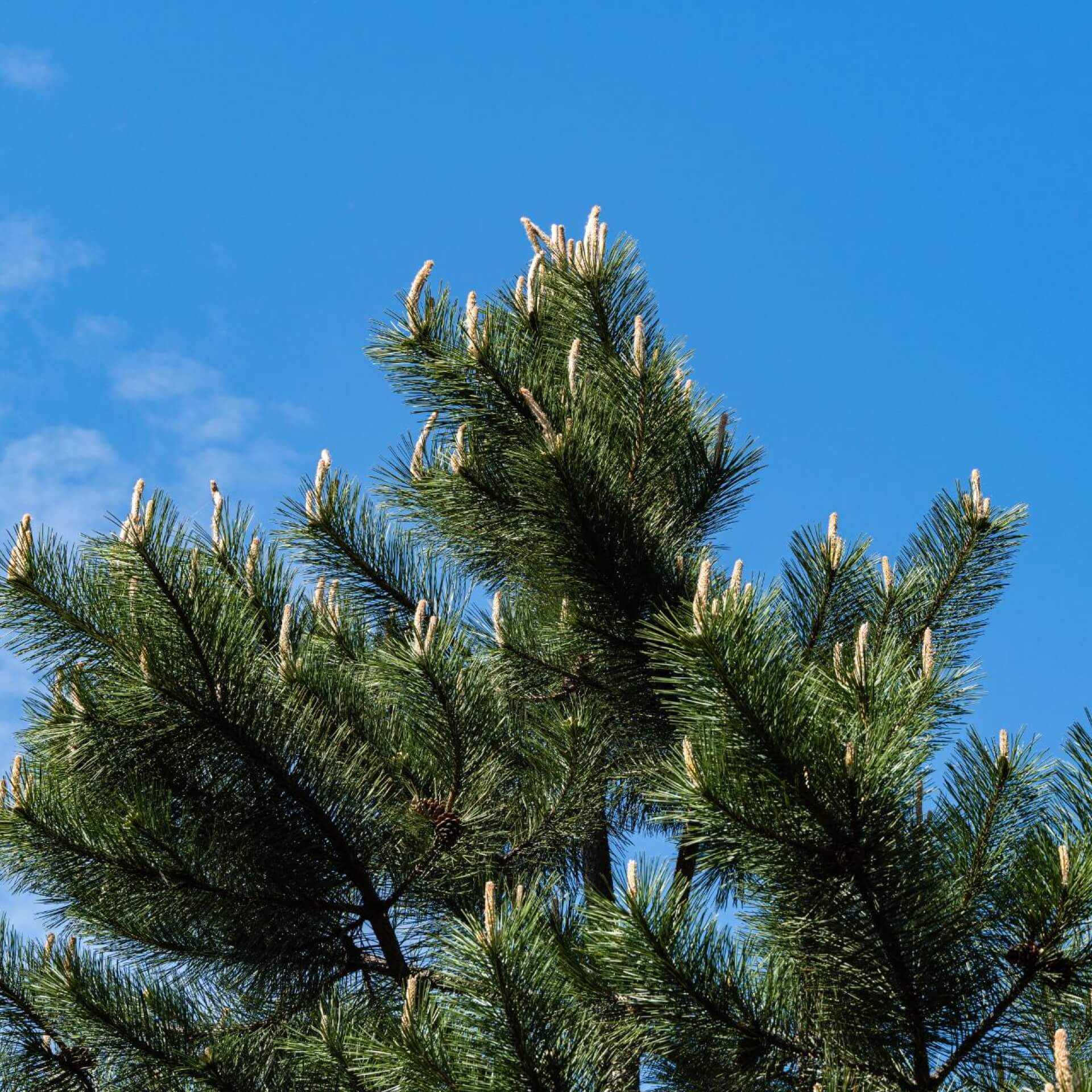 Schwarzkiefer (Pinus nigra)