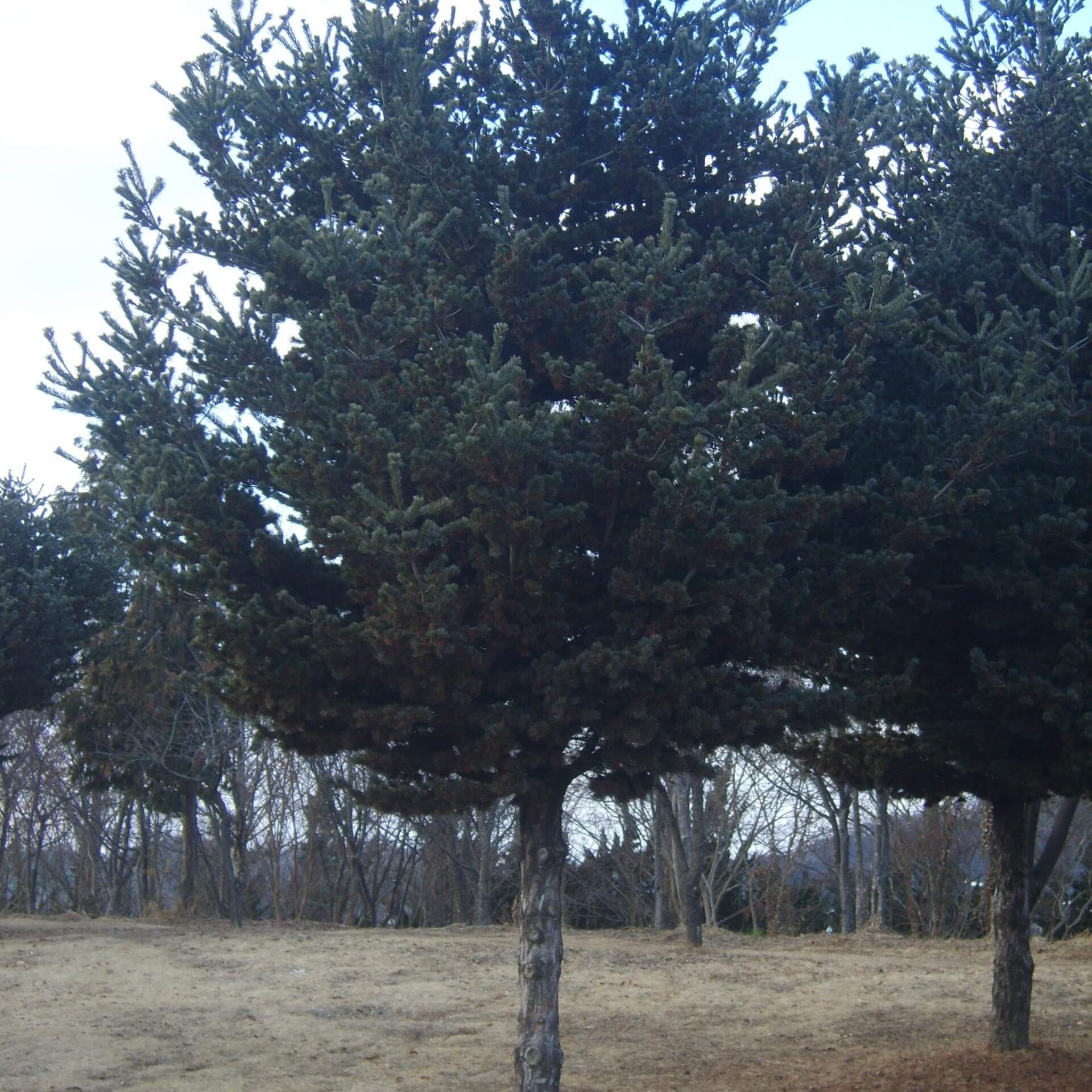 Mädchen-Kiefer (Pinus parviflora)