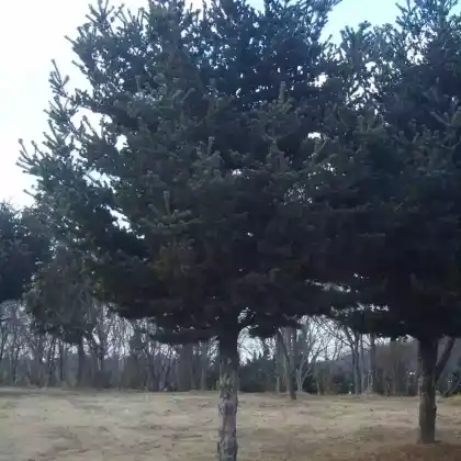 Foto von Mädchen-Kiefer (Pinus parviflora)