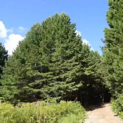 Foto von Rumelische Kiefer (Pinus peuce)