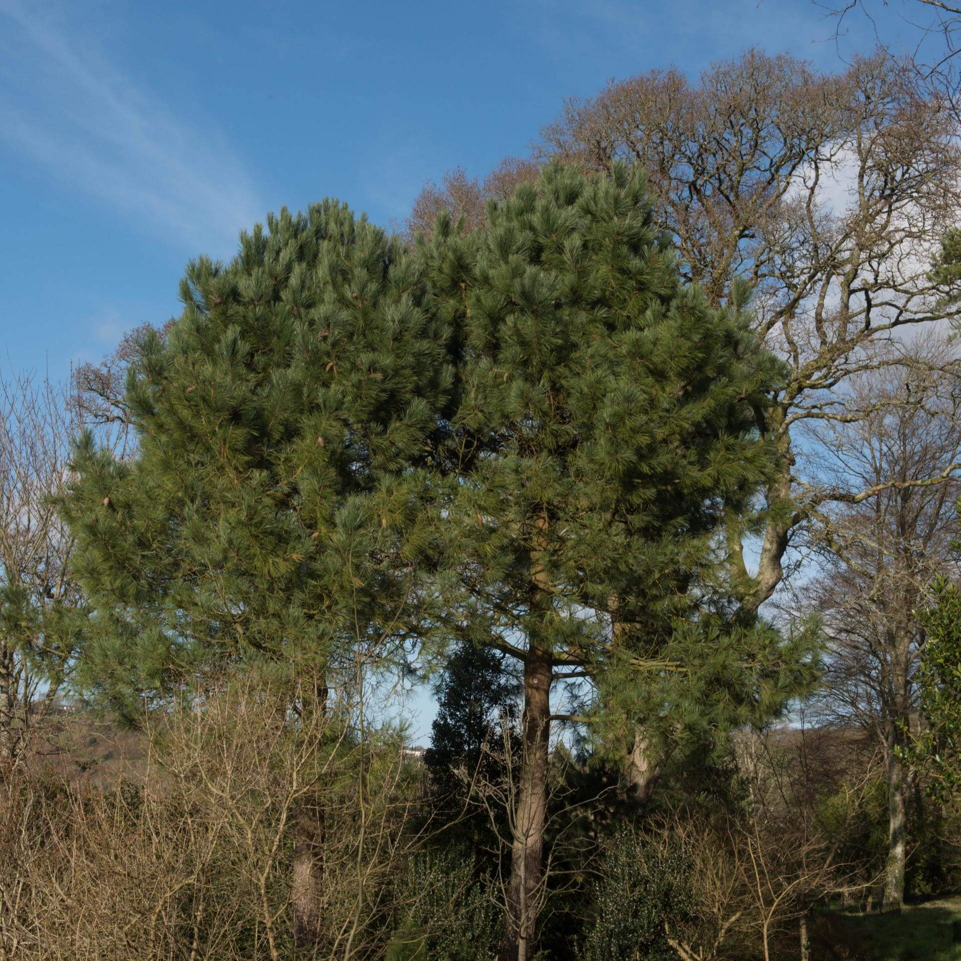 Strand-Kiefer (Pinus pinaster)