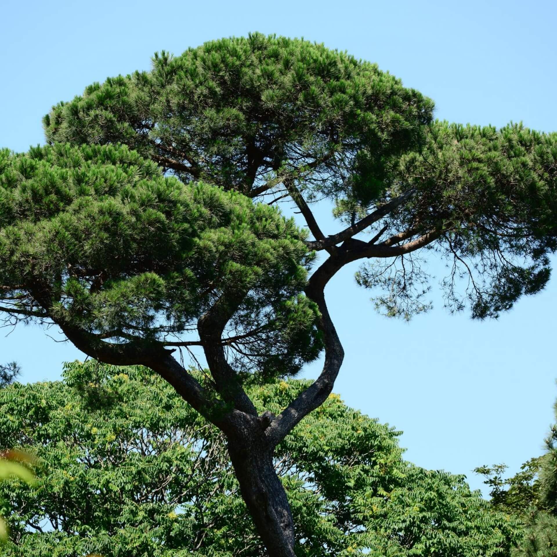 Pinie (Pinus pinea)