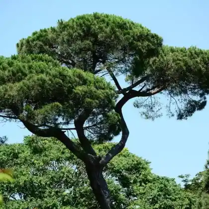 Foto von Pinie (Pinus pinea)