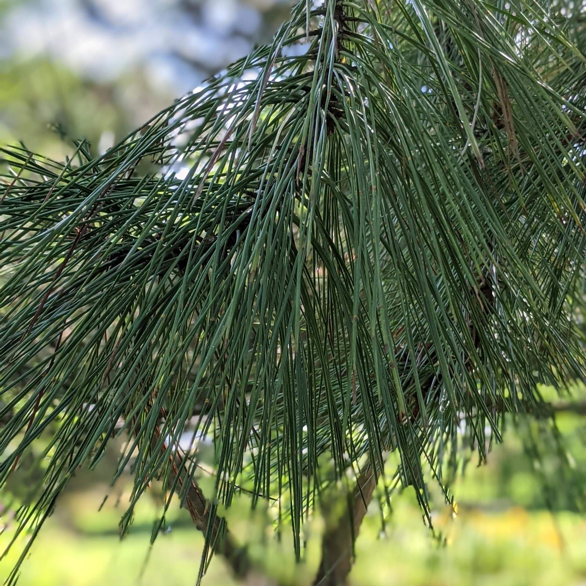 Gelb-Kiefer (Pinus ponderosa)