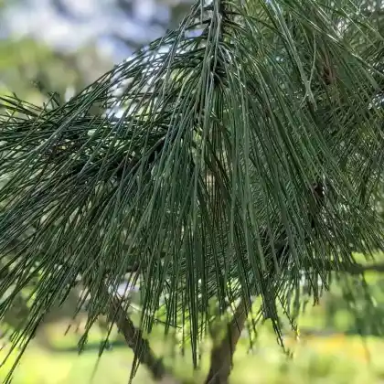 Foto von Gelb-Kiefer (Pinus ponderosa)