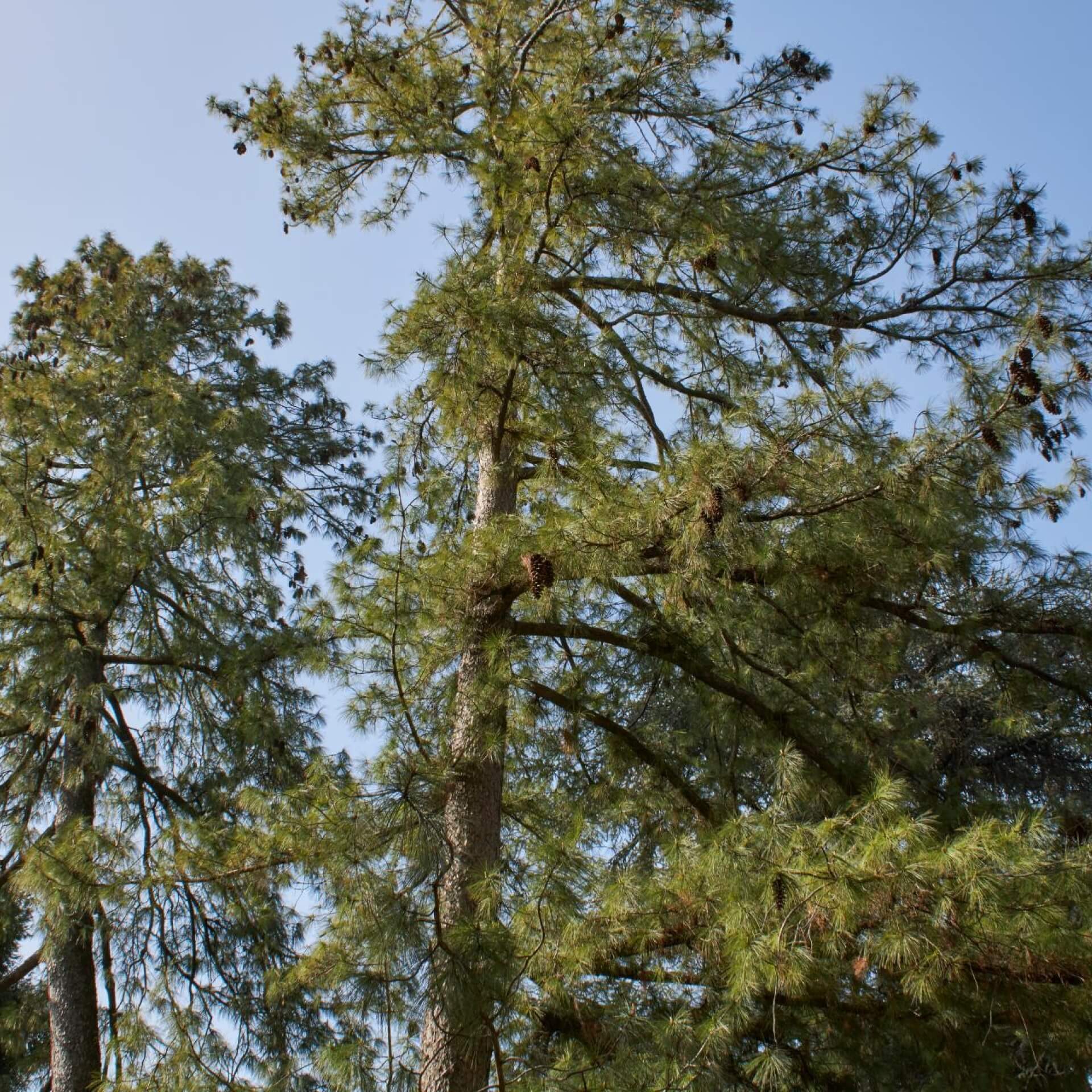 Weymouth-Kiefer (Pinus strobus)