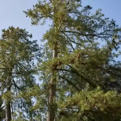 Foto von Weymouth-Kiefer (Pinus strobus)