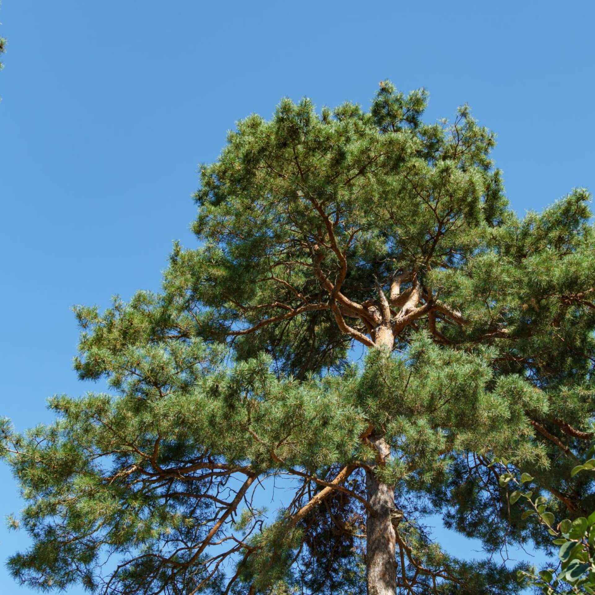 Gewöhnliche Kiefer (Pinus sylvestris)