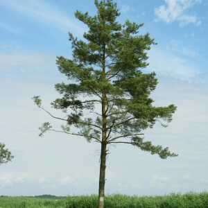 Gewöhnliche Kiefer (Pinus sylvestris)