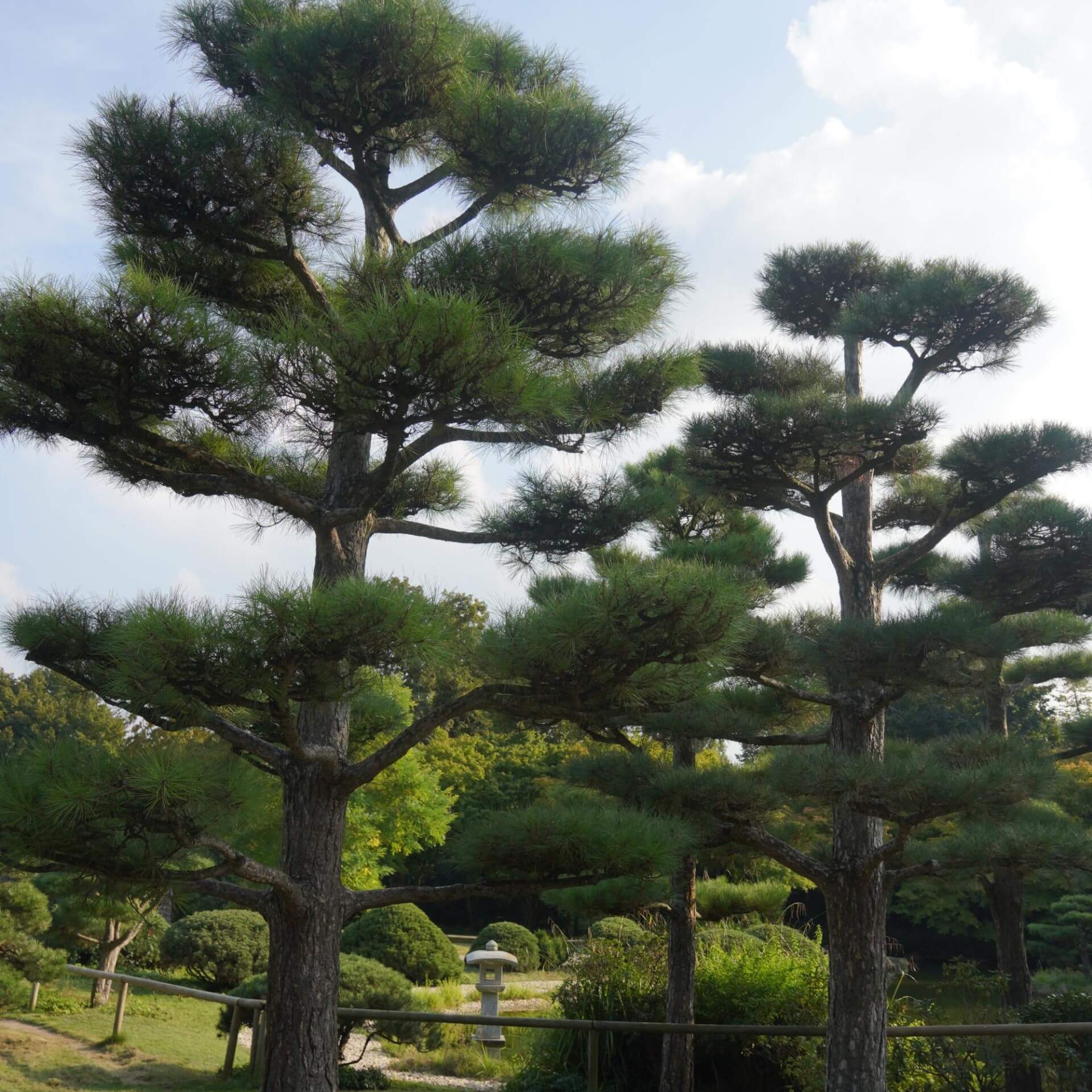 Thunbergs Kiefer (Pinus thunbergii)