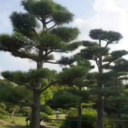 Foto von Thunbergs Kiefer (Pinus thunbergii)