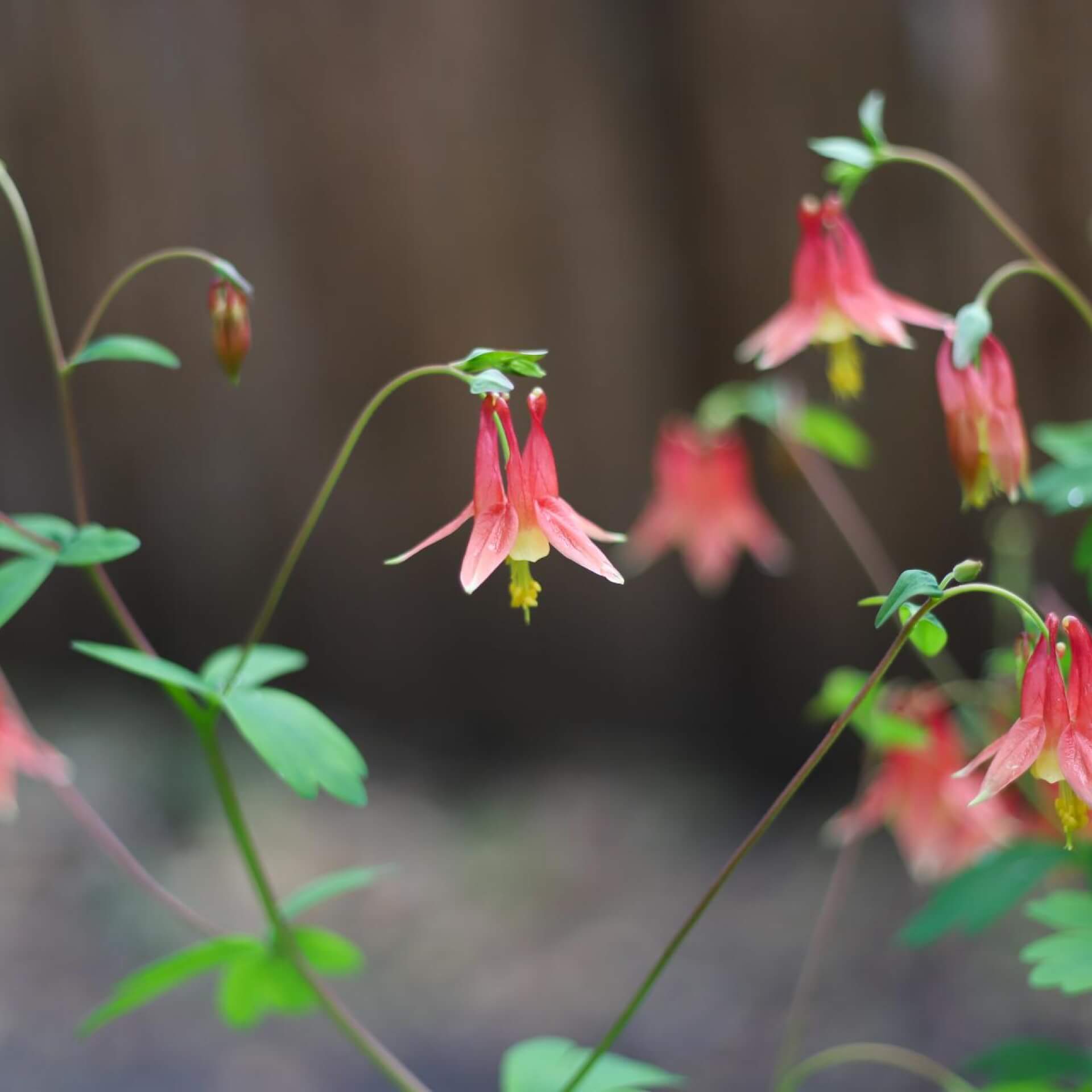 Kanadische Akelei 'Little Lanterns' (Aquilegia canadensis 'Little Lanterns')