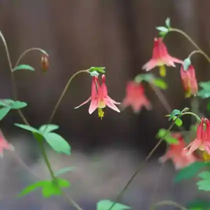 Foto von Kanadische Akelei 'Little Lanterns' (Aquilegia canadensis 'Little Lanterns')