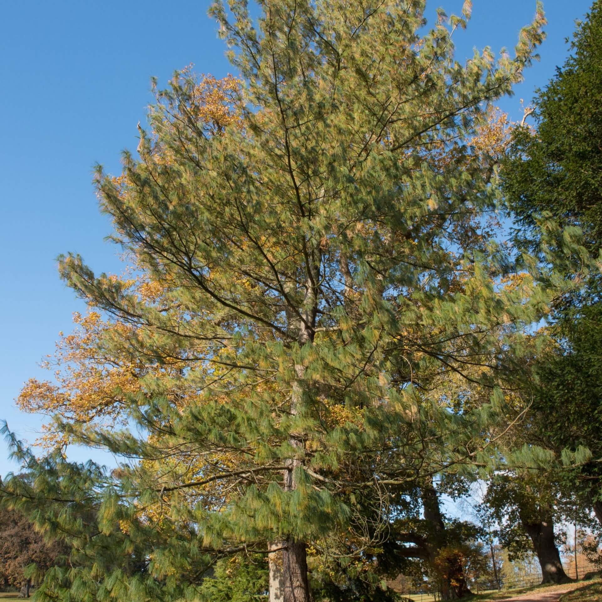 Tränen-Kiefer (Pinus wallichiana)