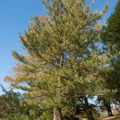 Foto von Tränen-Kiefer (Pinus wallichiana)