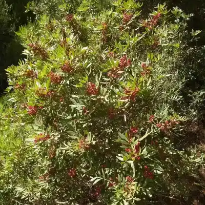 Foto von Mastixstrauch (Pistacia lentiscus)