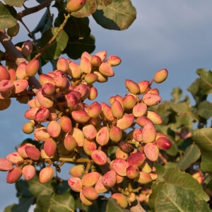 Pistazien Arten und Sorten