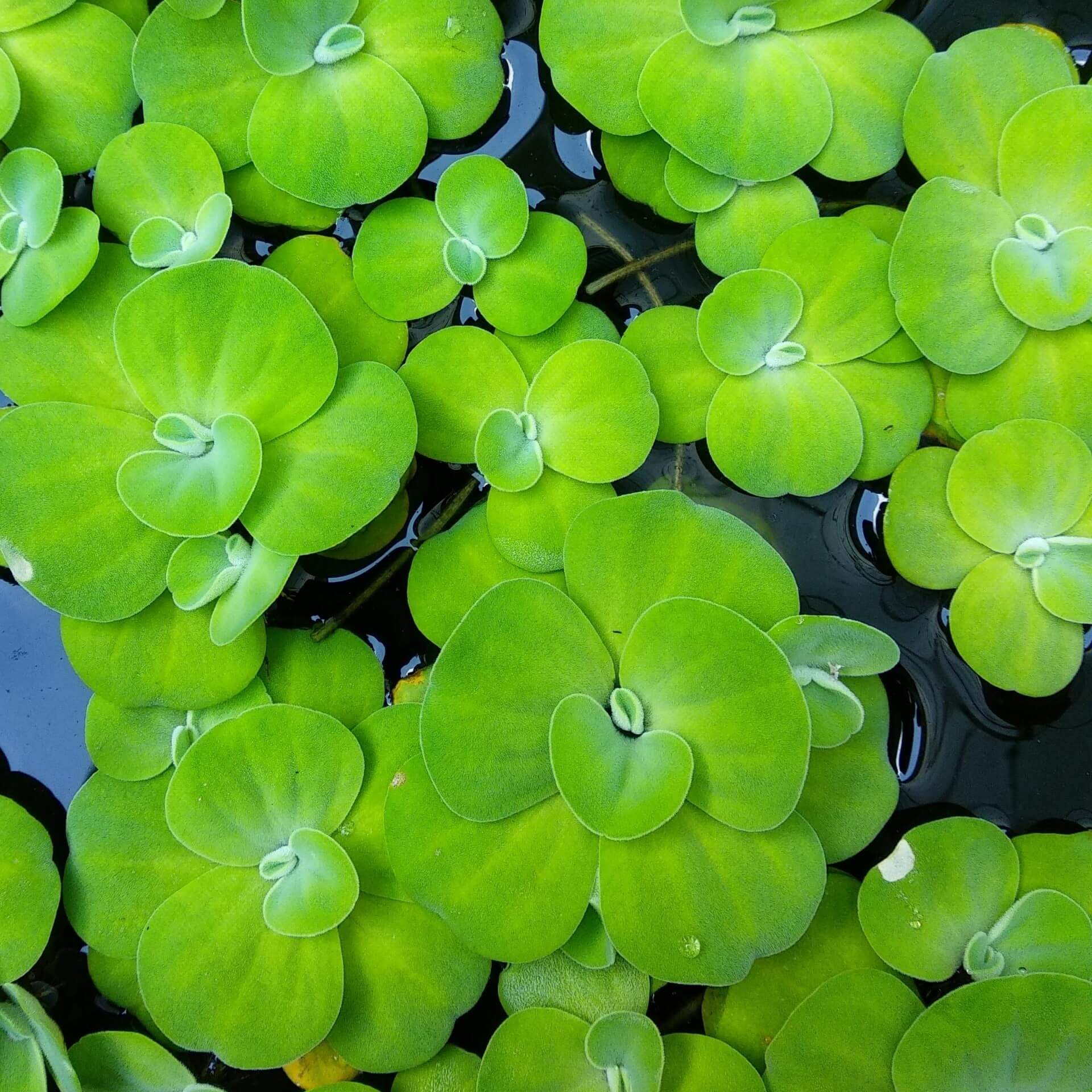 Wassersalat (Pistia stratiotes)