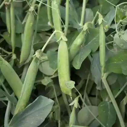 Foto von Erbse (Pisum sativum)