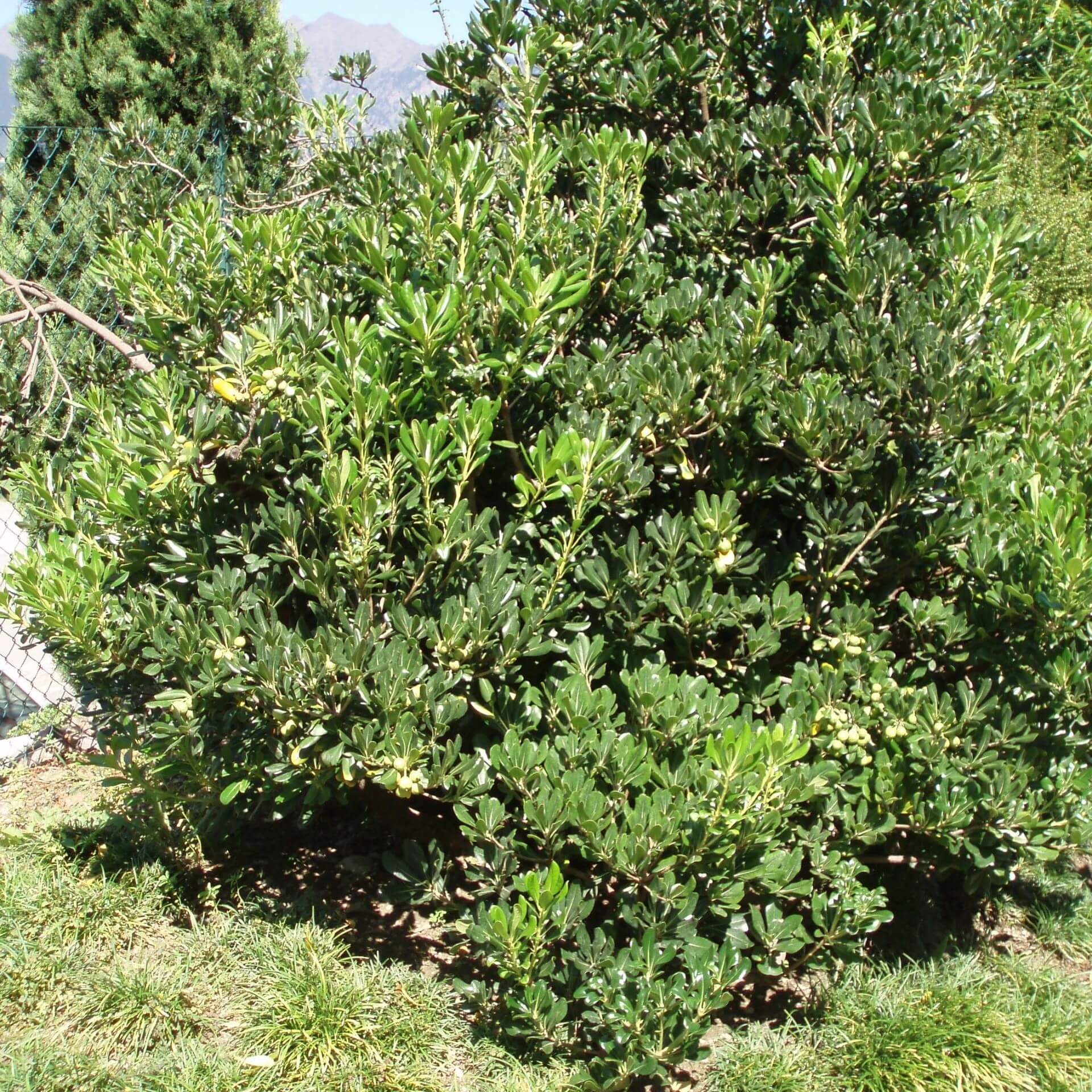 Chinesischer Klebsame (Pittosporum tobira)