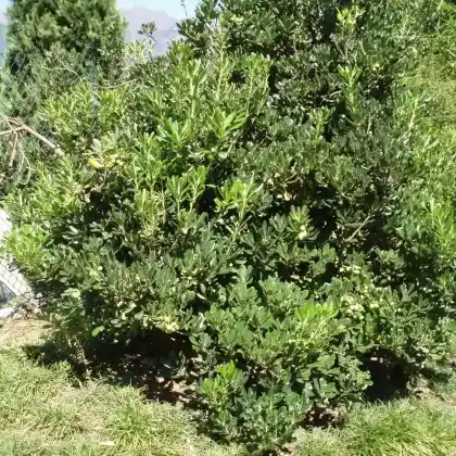 Foto von Chinesischer Klebsame (Pittosporum tobira)