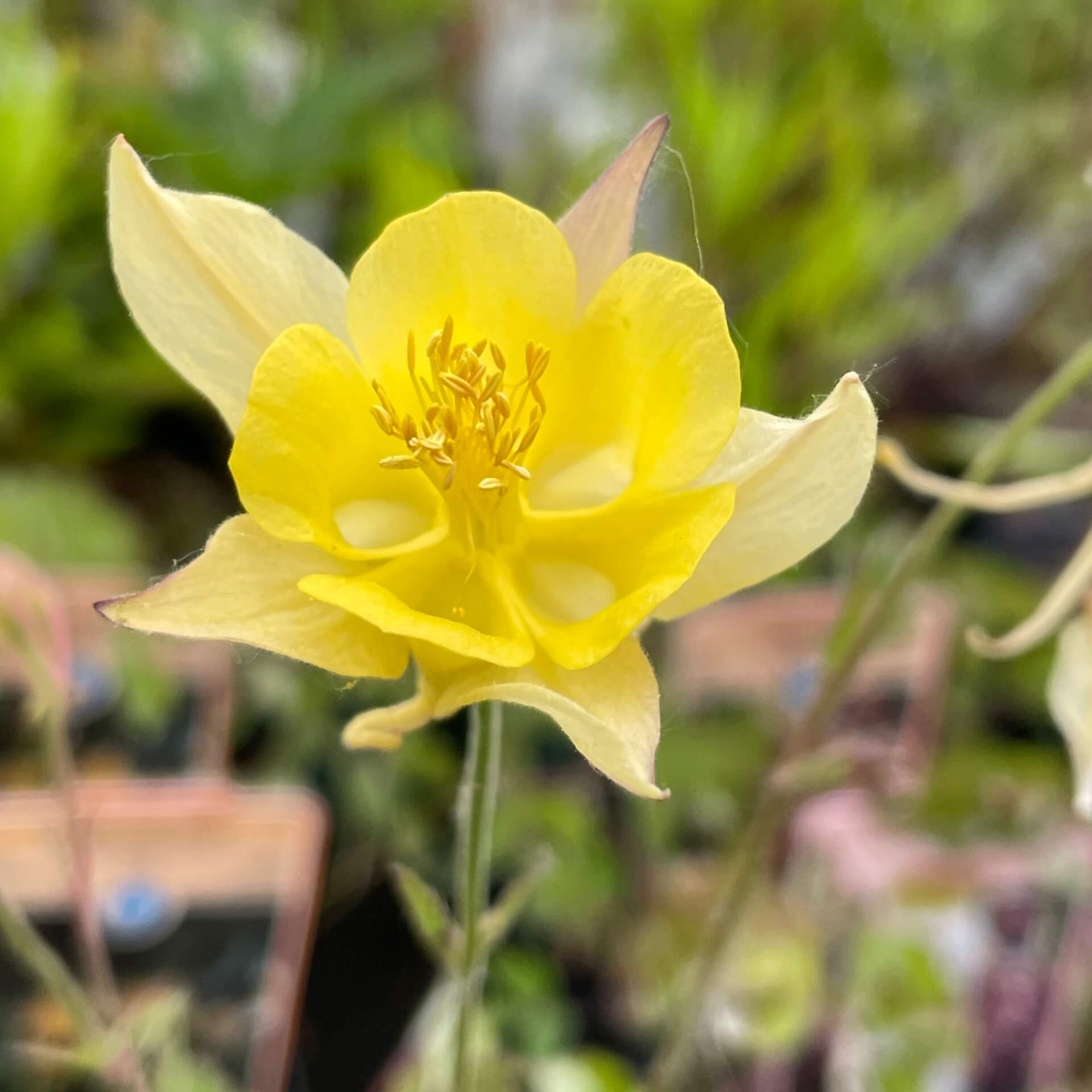 Langspornige Akelei (Aquilegia chrysantha)