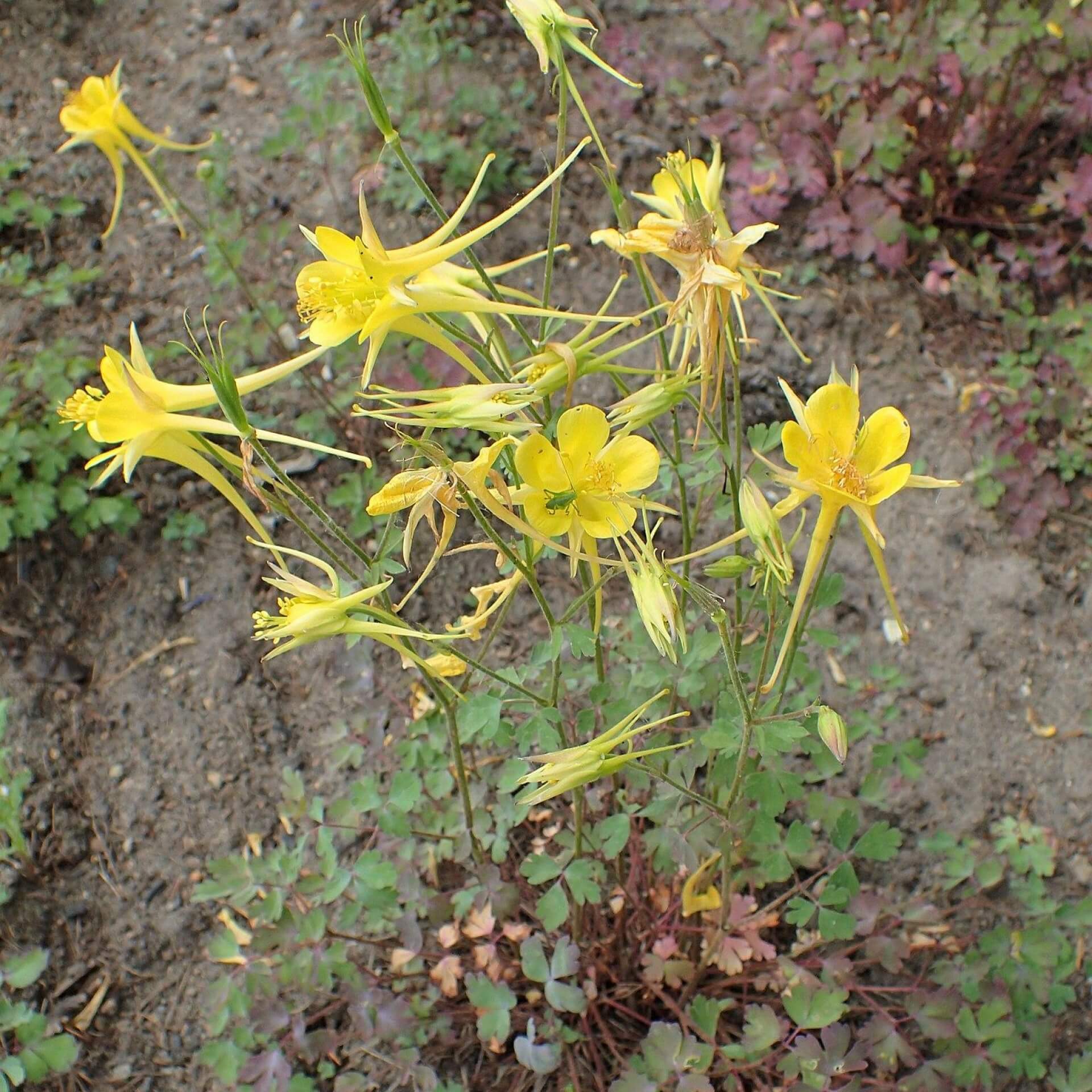 Langspornige Akelei (Aquilegia chrysantha)