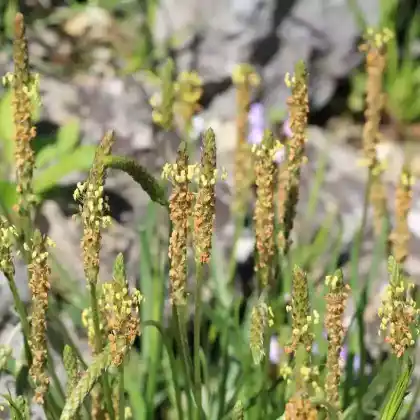 Foto von Alpen-Wegerich (Plantago alpina)