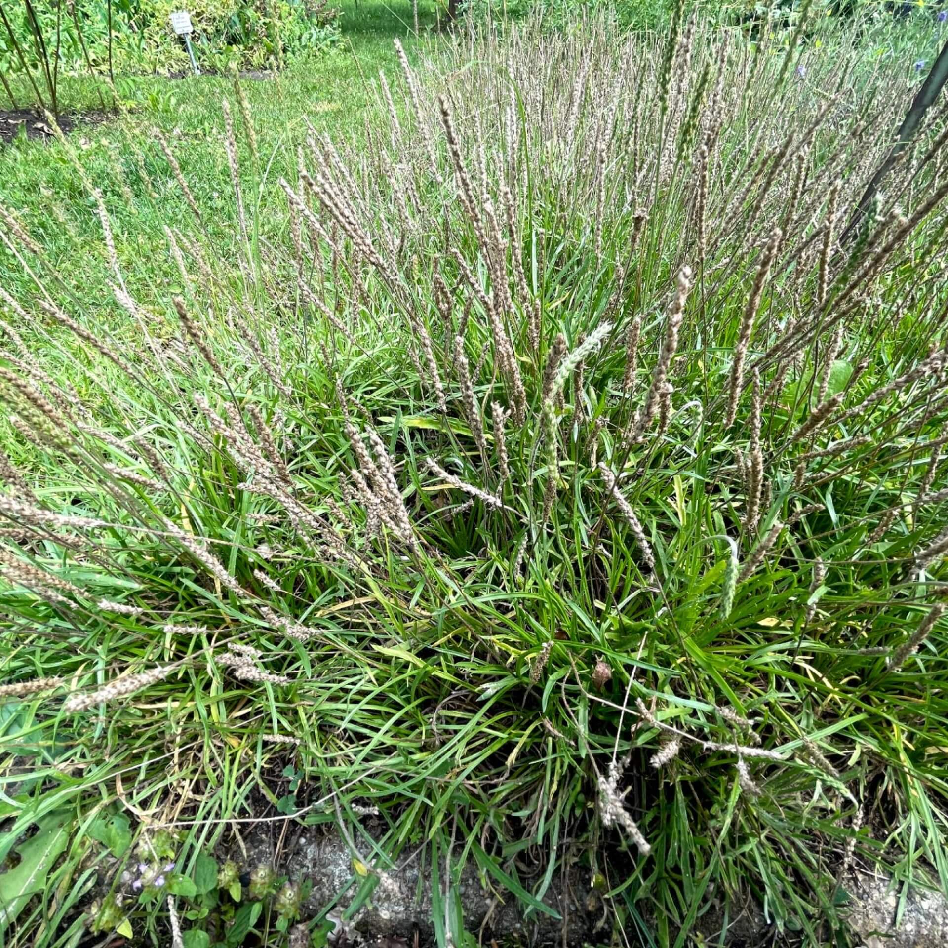 Krähenfuß-Wegerich (Plantago coronopus)