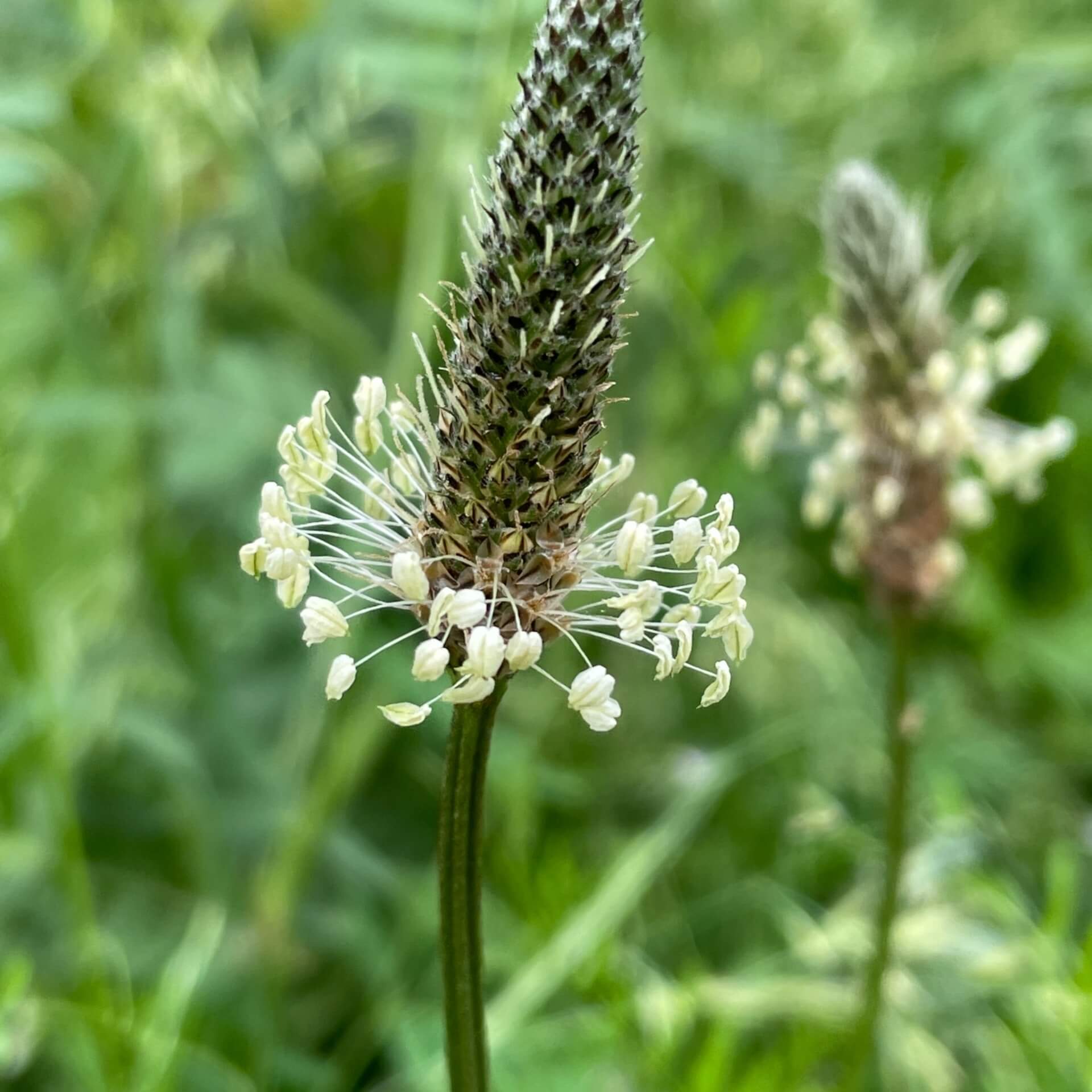 Spitzwegerich (Plantago lanceolata)