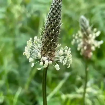 Foto von Spitzwegerich (Plantago lanceolata)