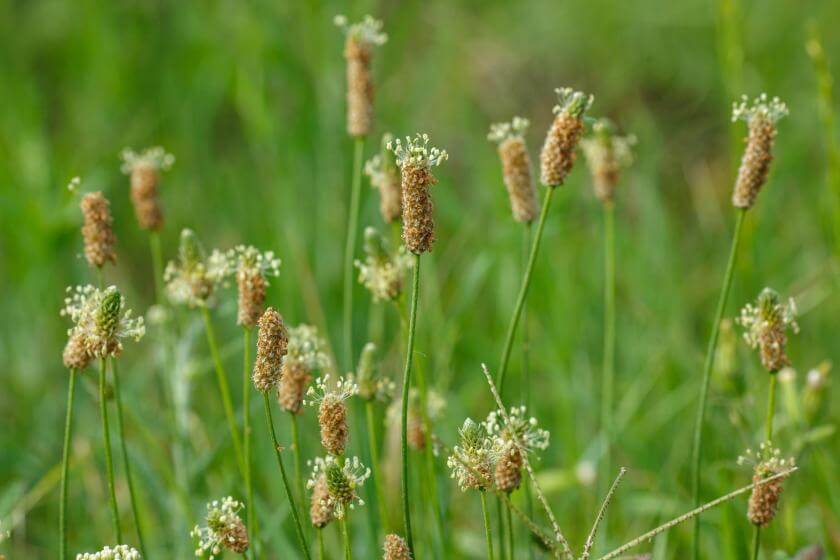 Spitzwegerich / Plantago lanceolata