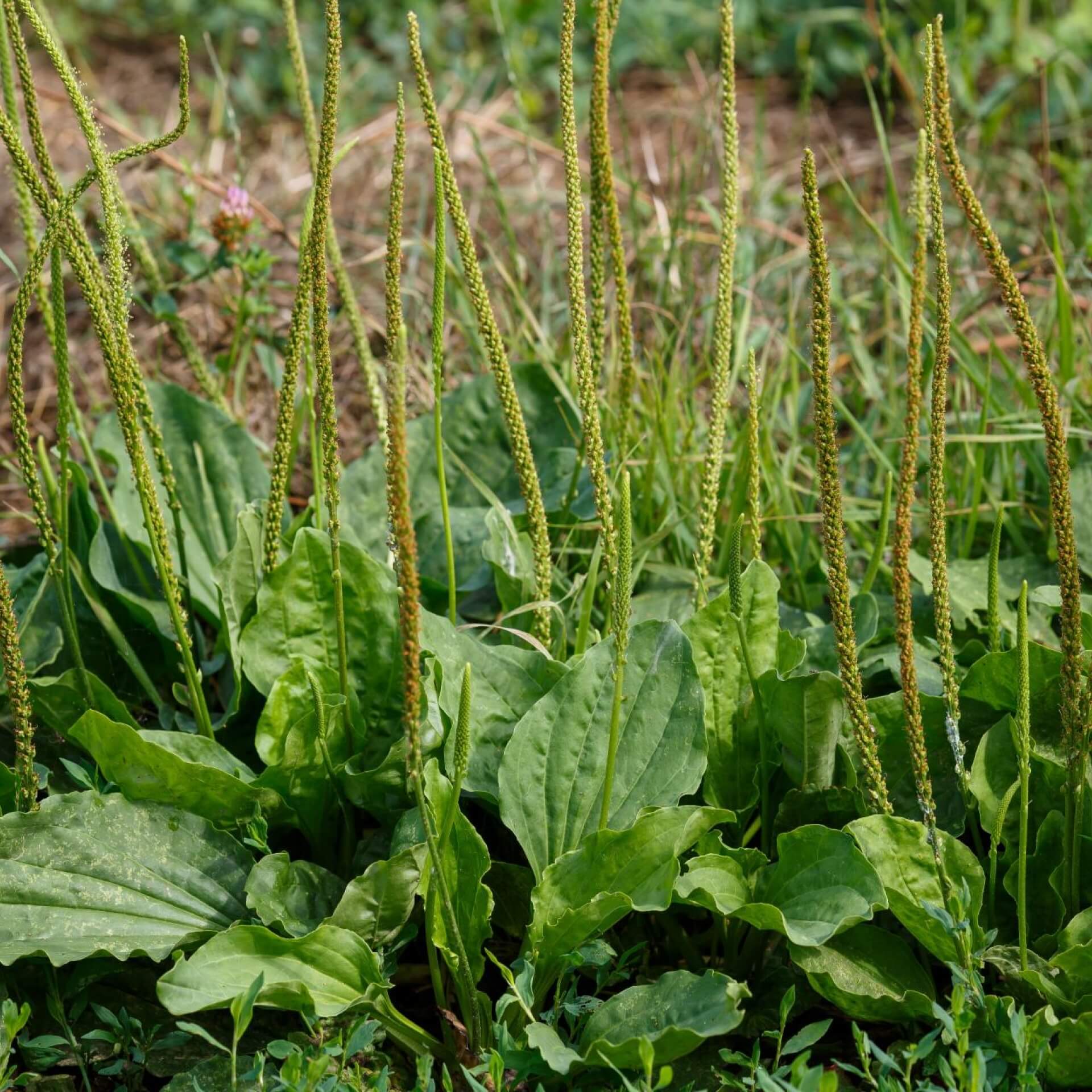 Breitwegerich (Plantago major)