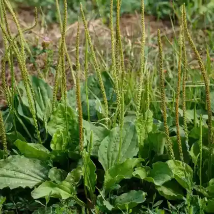 Foto von Breitwegerich (Plantago major)