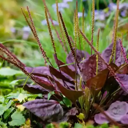 Foto von Breitwegerich 'Purpurea' (Plantago major 'Purpurea')