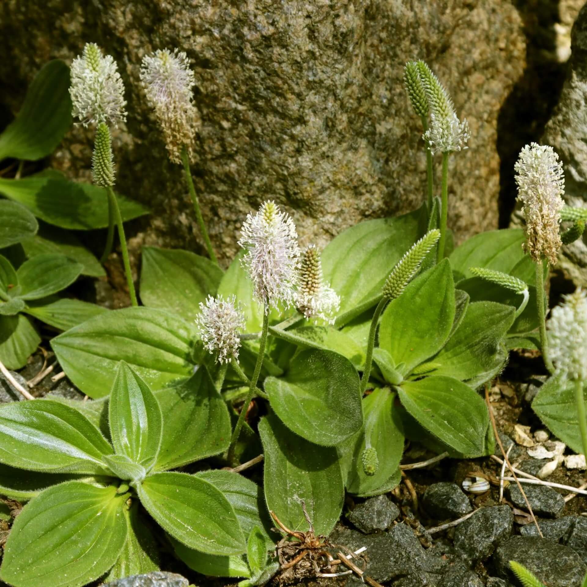 Mittlerer Wegerich (Plantago media)