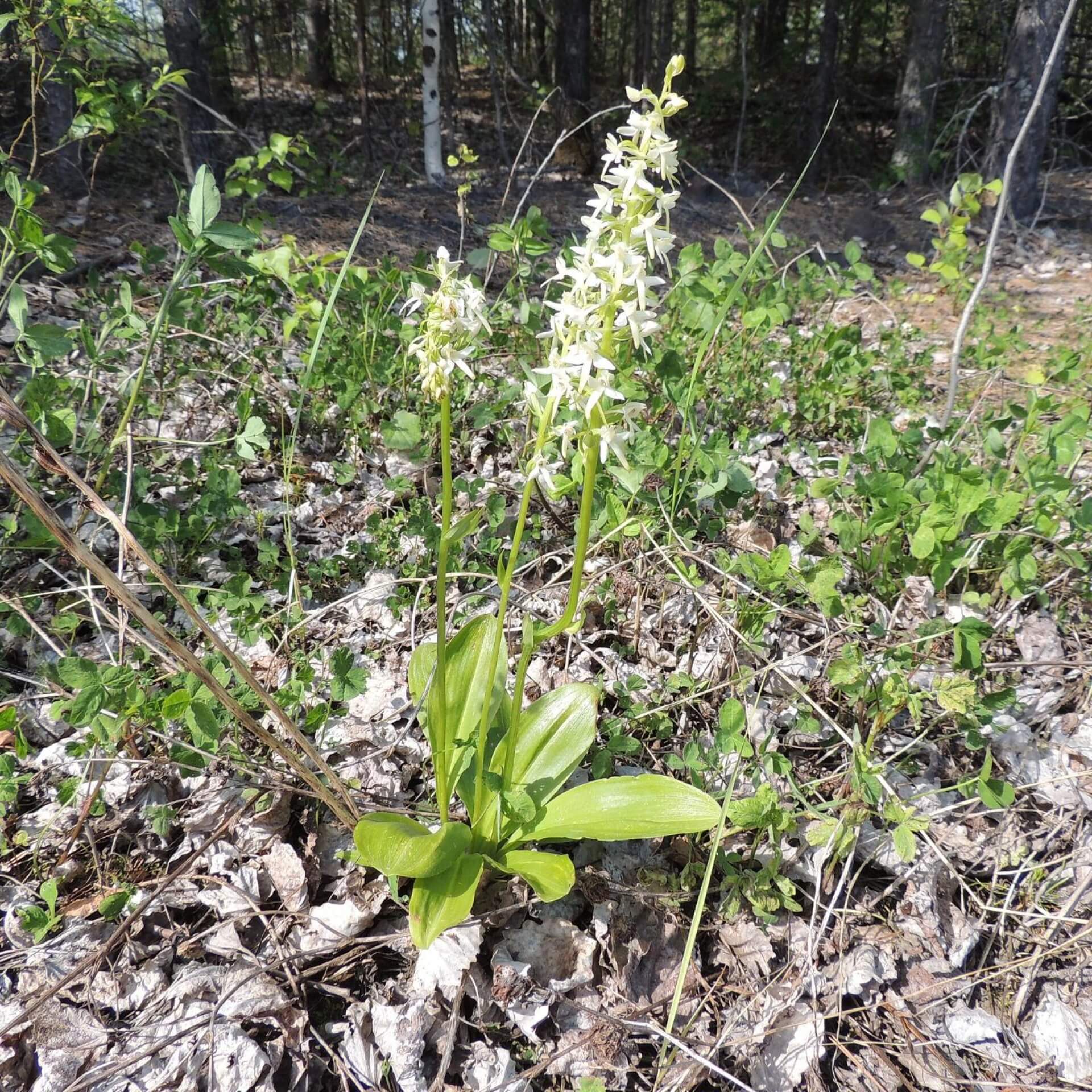 Weiße Waldhyazinthe (Platanthera bifolia)