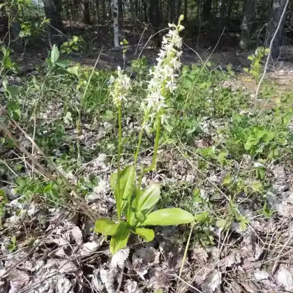 Foto von Weiße Waldhyazinthe (Platanthera bifolia)