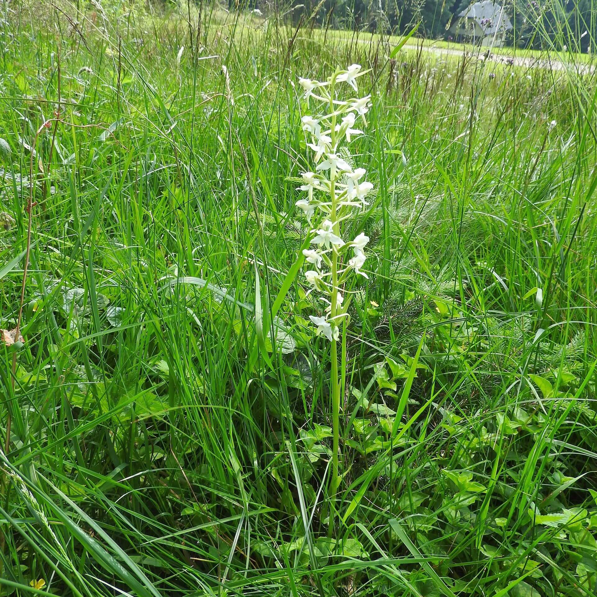 Grünliche Waldhyazinthe (Platanthera chlorantha)