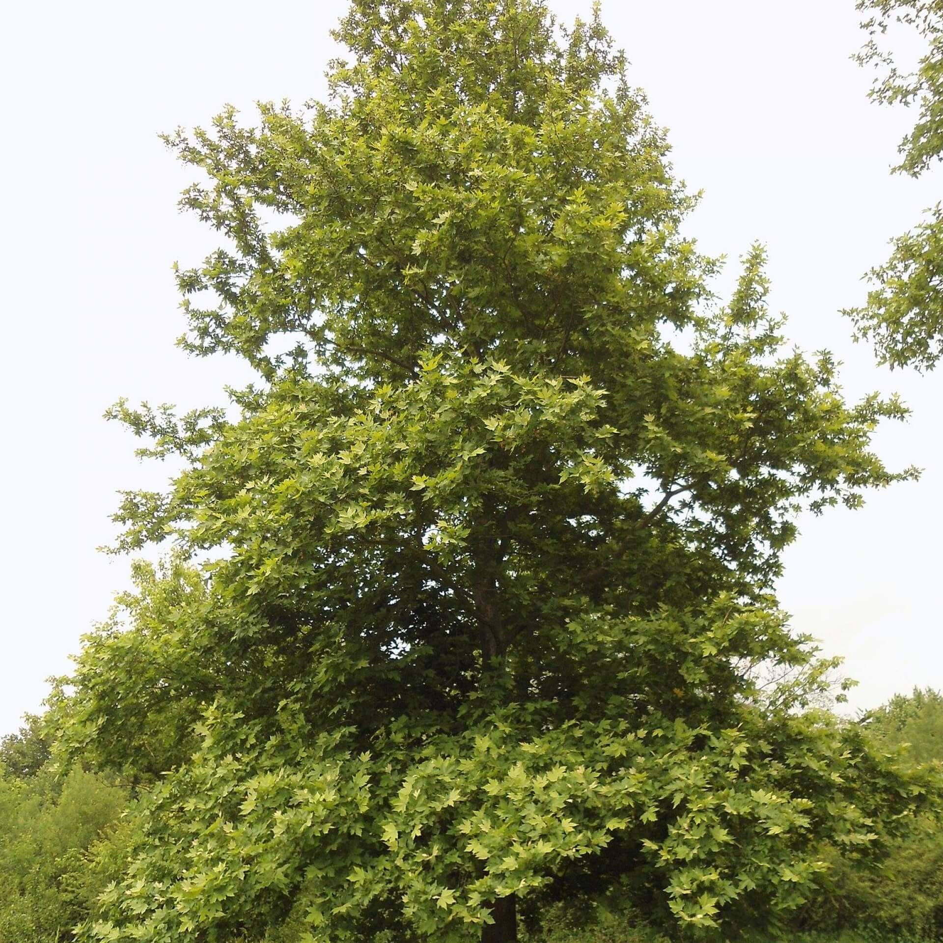 Morgenländische Platane (Platanus orientalis)