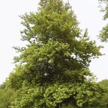 Foto von Morgenländische Platane (Platanus orientalis)