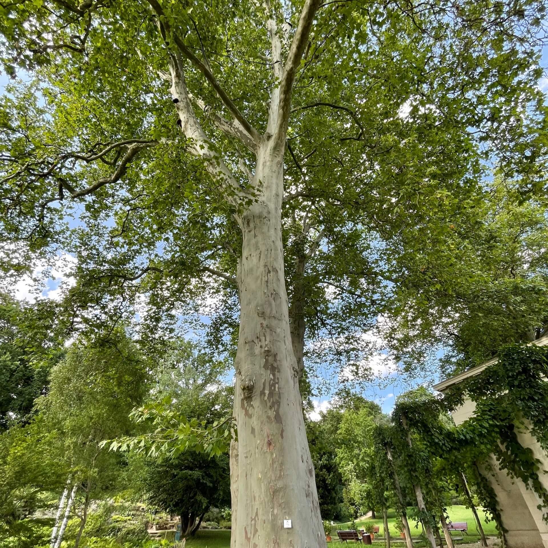 Gewöhnliche Platane (Platanus x hispanica)