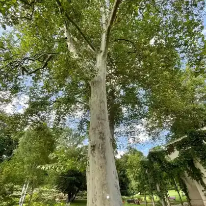 Foto von Gewöhnliche Platane (Platanus x hispanica)